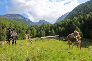 Wieshof in Schlanders / Vinschgau