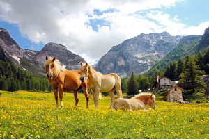 Wieshof in Schlanders / Vinschgau